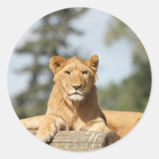 雌ライオン ラウンドシール (正面)
