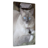 雌ラグドール猫 クリップボード (右)