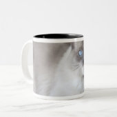 雌ラグドール猫 ツートーンマグカップ (正面左)