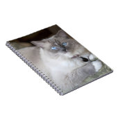 雌ラグドール猫 ノートブック (右側)