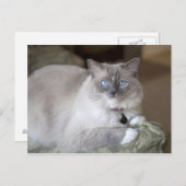 雌ラグドール猫 ポストカード (正面/裏面)