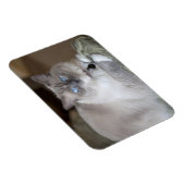 雌ラグドール猫 マグネット (右側)