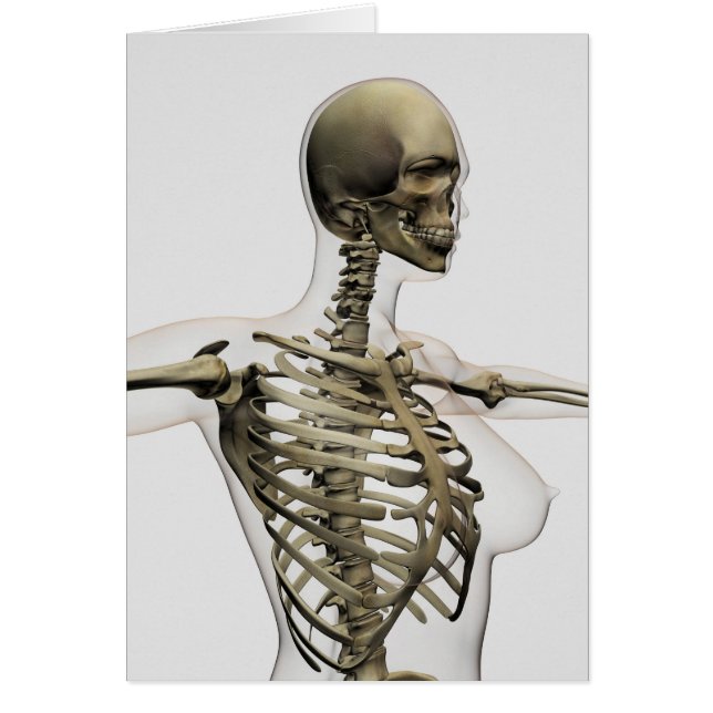 雌リブケージの3次元表示 (正面)