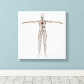 雌リンパ系の医学的イラストレーション キャンバスプリント (インサイチュ (ウッドフロア))