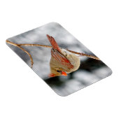 雌北（鳥）ショウジョウコウカンチョウ磁石 マグネット (右側)