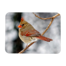 雌北（鳥）ショウジョウコウカンチョウ磁石