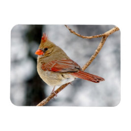 雌北（鳥）ショウジョウコウカンチョウ磁石 マグネット