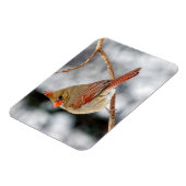 雌北（鳥）ショウジョウコウカンチョウ磁石 マグネット (左側)