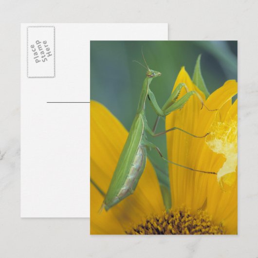 雌祈性人炎 ポストカード (正面/裏面)