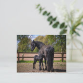 雌雄 ポストカード (スタンド正面)