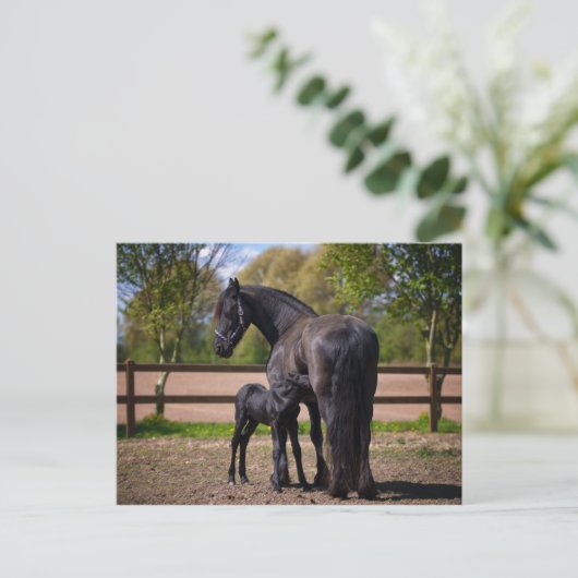 雌雄 ポストカード (スタンド正面)