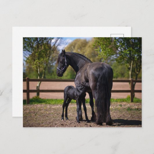 雌雄 ポストカード (正面/裏面)