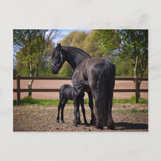 雌雄 ポストカード (正面)