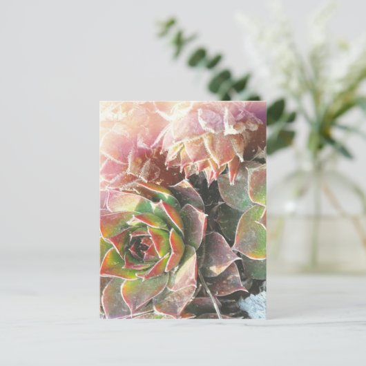 雌鳥と雛の植物、多肉植物、植物写真 ポストカード (スタンド正面)