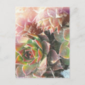 雌鳥と雛の植物、多肉植物、植物写真 ポストカード (正面)