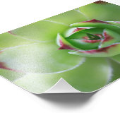 雌鳥と雛の美しい緑の多肉性の花 フォトプリント            (角)