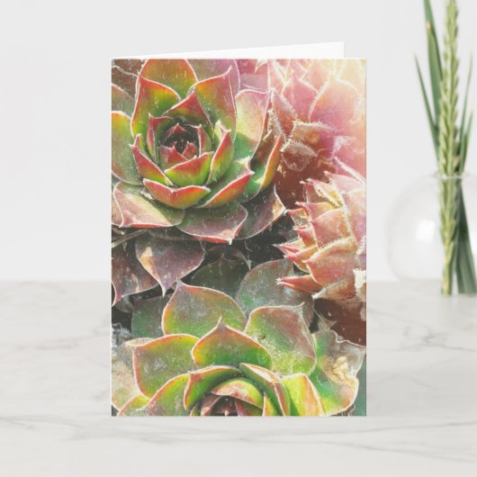 雌鶏およびひよこの植物 カード (正面)