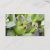 雌鶏およびひよこ- Sempervivum 名刺 (裏面)