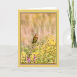 雌/非繁殖オスのボリンク カード