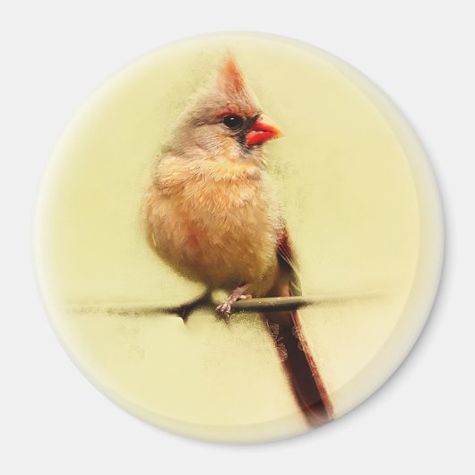 雌(鳥)ショウジョウコウカンチョウソンバード マグネット (正面)