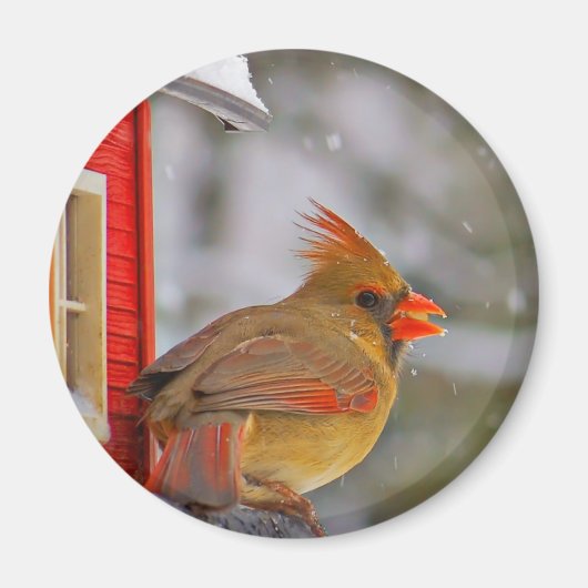 雌(鳥)ショウジョウコウカンチョウ磁石 マグネット (正面)