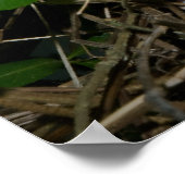 雌(鳥)ショウジョウコウカンチョウ食べ物を与えベビー ポスター (角)