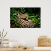 雌(鳥)ショウジョウコウカンチョウ食べ物を与えベビー ポスター (キッチン)