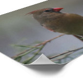 雌（鳥）ショウジョウコウカンチョウ鳥写真プリント ポスター (角)