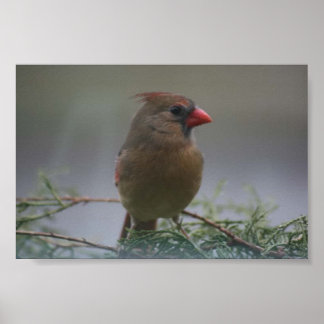雌（鳥）ショウジョウコウカンチョウ鳥写真プリント ポスター