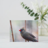 雌（鳥）ショウジョウコウカンチョウ鳥 ポストカード (スタンド正面)