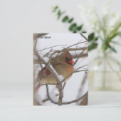 雌（鳥）ショウジョウコウカンチョウ ポストカード (スタンド正面)