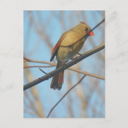 雌（鳥）ショウジョウコウカンチョウ/鳥 ポストカード (正面)