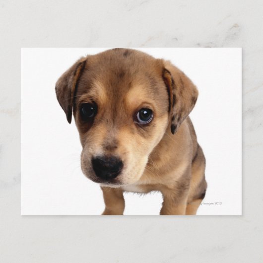 雑種の子犬 ポストカード (正面)
