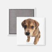 雑種の子犬 マグネット (正面/裏面)