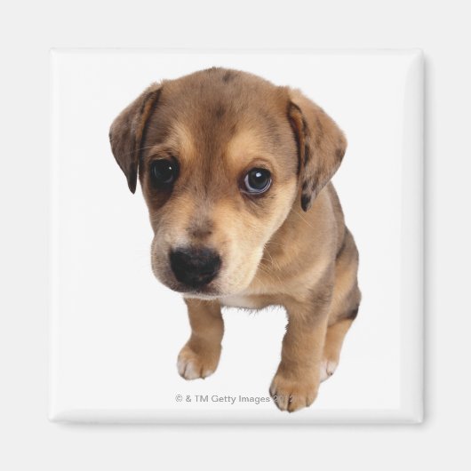 雑種の子犬 マグネット (正面)