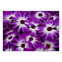 雑種のCinerariaカード