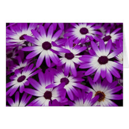 雑種のCinerariaカード