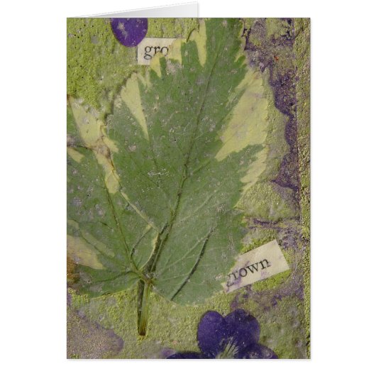 雑種メディアの栽培 (正面)