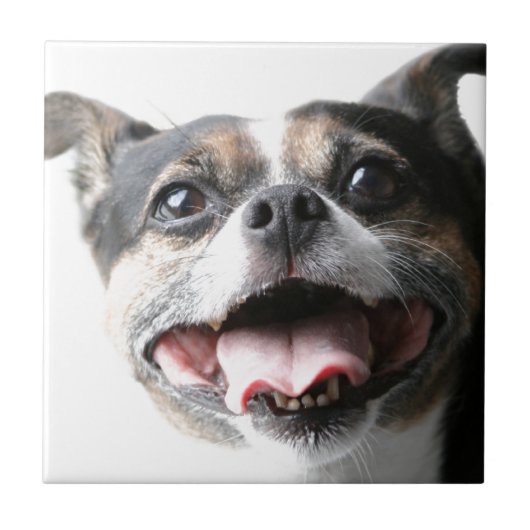 雑種犬の小犬の天使-混合された品種-イヌ科動物 タイル (正面)