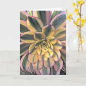 雑色のアエオニウム属 カード (黄色い花)