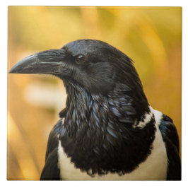 雑色のカラスの大きい(6" X 6")陶磁器の写真のタイル タイル