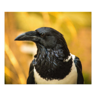 雑色のカラス24x20コダックの専門の写真(サテン) フォトプリント