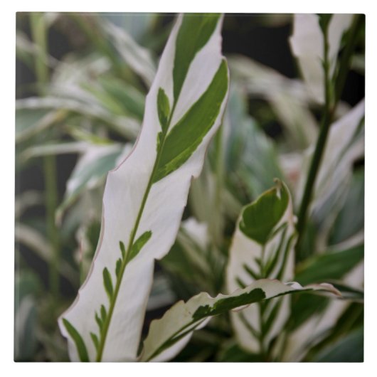 雑色のショウガのタイル タイル (正面)