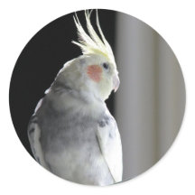 雑色のCockatiel