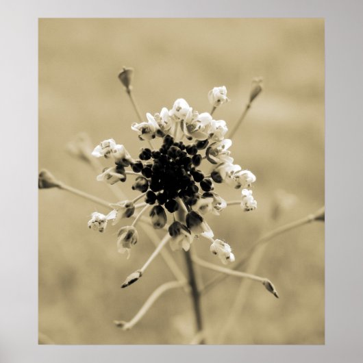 雑草かわいらし ポスター (正面)