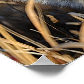 雑草の中の赤いキツネ ポスター (角)