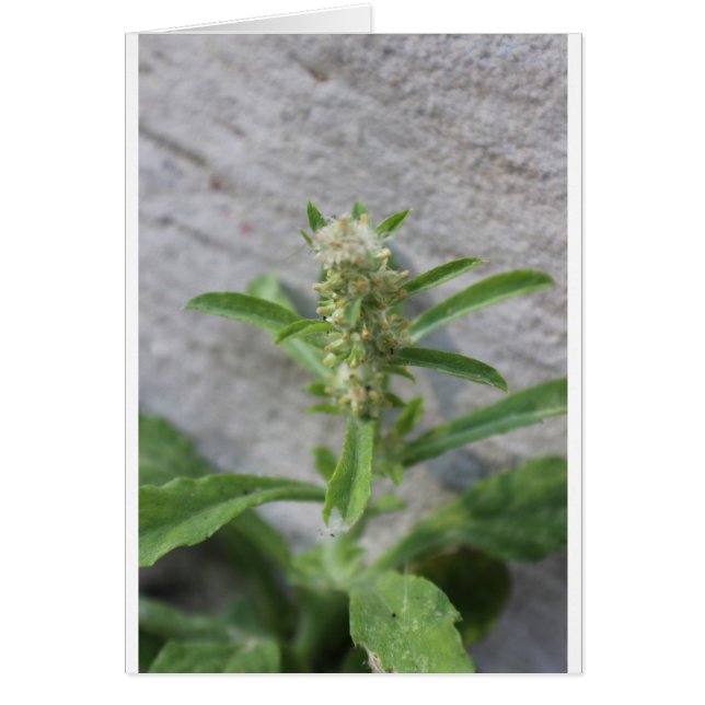 雑草熱狂する植物 (正面)