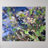 雑草 ポスター (正面)