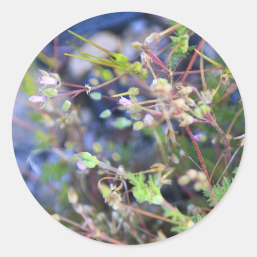 雑草 ラウンドシール (正面)