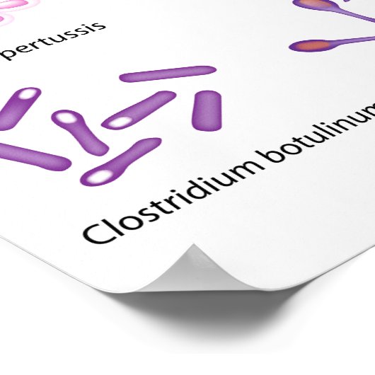 雑菌ポスター ポスター (角)